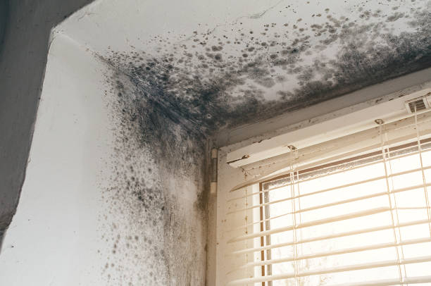 Affordable Mold Remediation solutions in Camden, NC